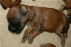 Glitter-Desi Puppies: 2-weeks old