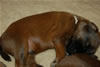 Glitter-Desi Puppies: 2-weeks old