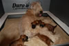 Glitter-Desi Puppies: 3-weeks old