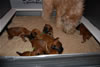 Glitter-Desi Puppies: 3-weeks old