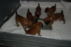 Glitter-Desi Puppies: 4-weeks old