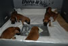 Glitter-Desi Puppies: 4-weeks old