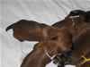 Laney-Art Puppies: 2 weeks