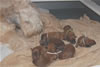 Laney-Art Puppies: 2 days old