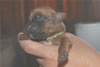 Laney-Art Puppies: 2 days old